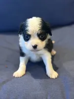 T'R, a male Aussalier for sale in Mayfield, KY – 5 of 8