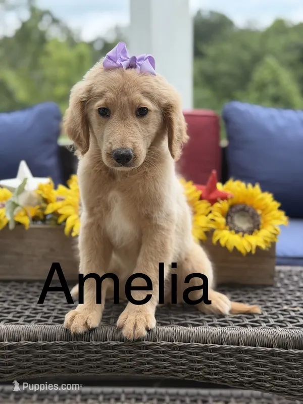 Amelia  – Miniature Goldendoodle puppy for sale in Mayfield, KY