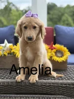 Amelia , a female Miniature Goldendoodle for sale in Mayfield, KY – 1 of 10
