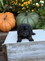 Elmo, a male Miniature Aussiedoodle for sale in Mayfield, KY – 2 of 9