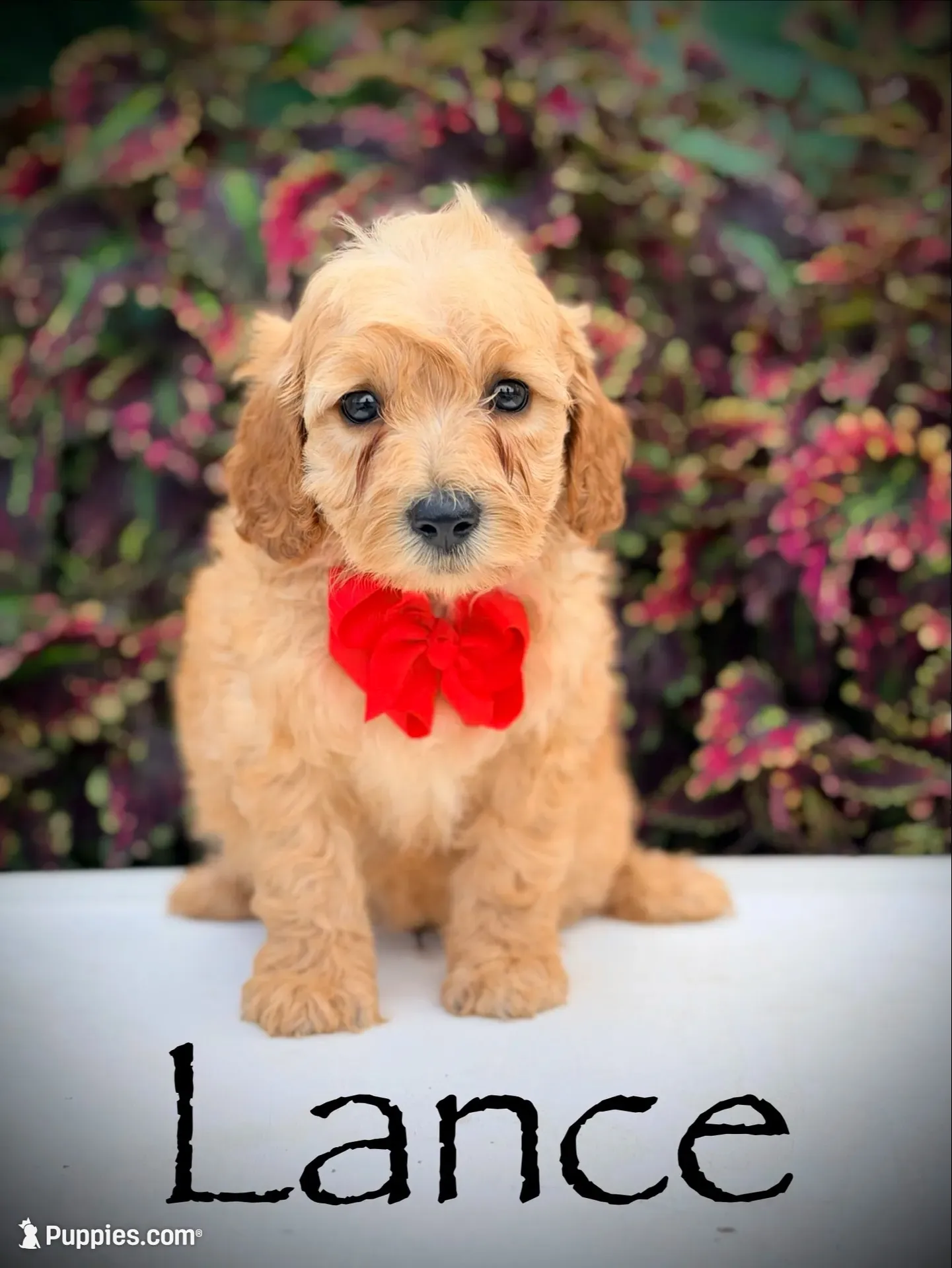 Lance, a male Miniature Goldendoodle for sale in Mayfield, KY – 1 of 10