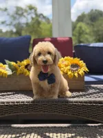 Baxter, a male Miniature Goldendoodle for sale in Mayfield, KY – 5 of 10