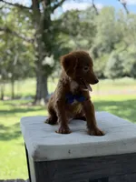 Boo, a female Miniature Goldendoodle for sale in Mayfield, KY – 6 of 10