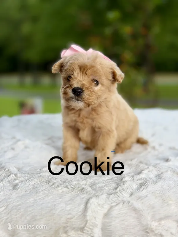 Cookie  – Miniature Goldendoodle puppy for sale in Mayfield, KY