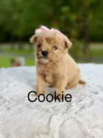 Cookie , a female Miniature Goldendoodle for sale in Mayfield, KY – 1 of 10