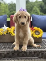 Amelia , a female Miniature Goldendoodle for sale in Mayfield, KY – 6 of 10