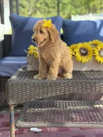 Dora, a female Goldendoodle for sale in Mayfield, KY – 4 of 10