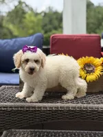 Aubrey, a female Miniature Goldendoodle for sale in Mayfield, KY – 10 of 10