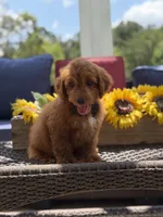 Buzz, a male Miniature Goldendoodle for sale in Mayfield, KY – 5 of 10