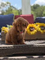Buzz, a male Miniature Goldendoodle for sale in Mayfield, KY – 4 of 10
