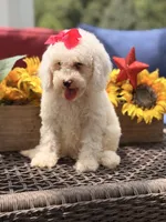 Adrian, a female Miniature Goldendoodle for sale in Mayfield, KY – 9 of 10