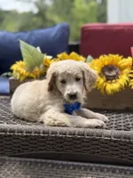 Anthony, a male Miniature Goldendoodle for sale in Mayfield, KY – 2 of 10