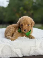 Chase , a male Miniature Goldendoodle for sale in Mayfield, KY – 5 of 10
