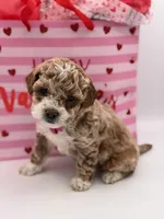 Abby , a female Miniature Goldendoodle for sale in Mayfield, KY – Photo 3 of 10