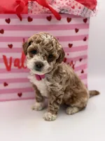 Abby , a female Miniature Goldendoodle for sale in Mayfield, KY – Photo 4 of 10