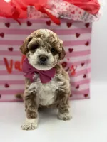 Abby , a female Miniature Goldendoodle for sale in Mayfield, KY – Photo 7 of 10