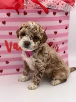 Abby , a female Miniature Goldendoodle for sale in Mayfield, KY – Photo 8 of 10