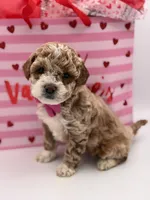 Abby , a female Miniature Goldendoodle for sale in Mayfield, KY – Photo 6 of 10