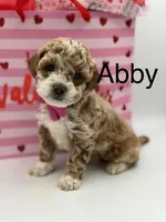 Abby , a female Miniature Goldendoodle for sale in Mayfield, KY – Photo 1 of 10
