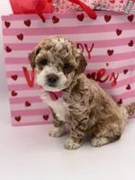 Abby , a female Miniature Goldendoodle for sale in Mayfield, KY – Photo 9 of 10