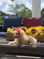 Bailey , a female Miniature Goldendoodle for sale in Mayfield, KY – 3 of 10