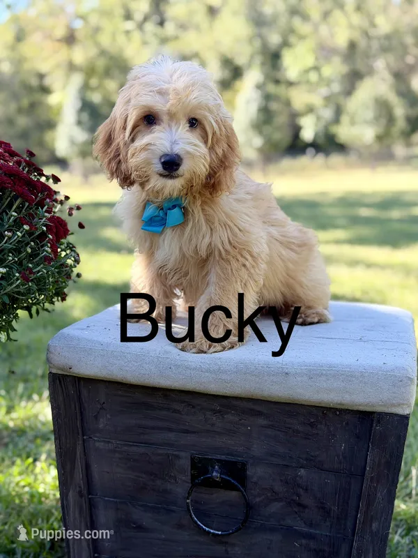 Bucky – Miniature Goldendoodle puppy for sale in Mayfield, KY
