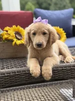 Amelia , a female Miniature Goldendoodle for sale in Mayfield, KY – 10 of 10