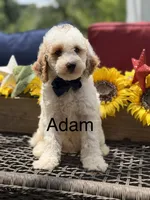 Adam, a male Miniature Goldendoodle for sale in Mayfield, KY – 1 of 10