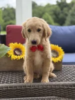 Anton , a male Miniature Goldendoodle for sale in Mayfield, KY – 8 of 10