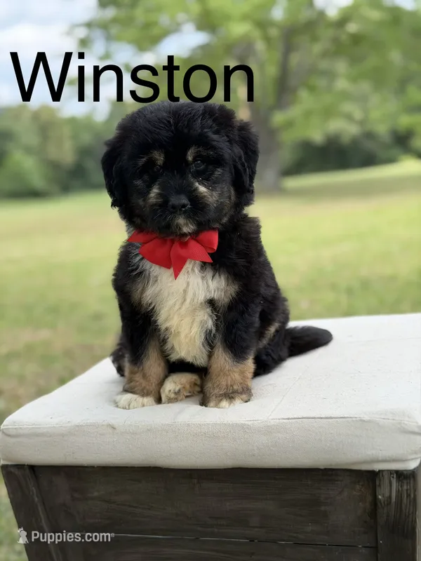 Winston  – Miniature Aussiedoodle puppy for sale in Mayfield, KY