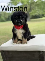 Winston , a male Miniature Aussiedoodle for sale in Mayfield, KY – 1 of 10