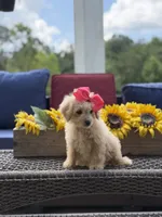 Bailey , a female Miniature Goldendoodle for sale in Mayfield, KY – 9 of 10