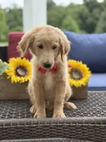 Anton , a male Miniature Goldendoodle for sale in Mayfield, KY – 2 of 10