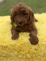 Cali, a female Miniature Goldendoodle for sale in Mayfield, KY – Photo 4 of 10