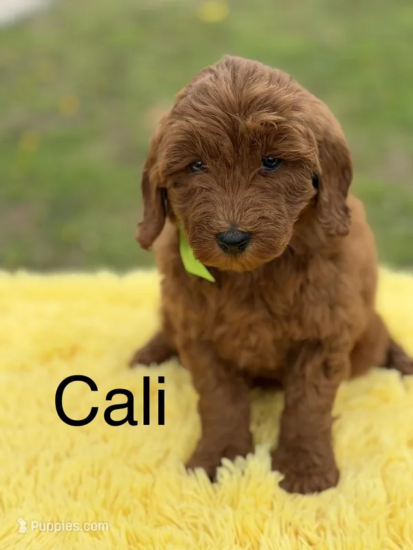 Cali – Miniature Goldendoodle puppy for sale in Mayfield, KY
