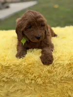 Cali, a female Miniature Goldendoodle for sale in Mayfield, KY – Photo 7 of 10