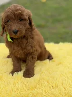 Cali, a female Miniature Goldendoodle for sale in Mayfield, KY – Photo 3 of 10