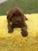 Cali, a female Miniature Goldendoodle for sale in Mayfield, KY – Photo 8 of 10