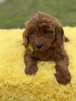 Cali, a female Miniature Goldendoodle for sale in Mayfield, KY – Photo 6 of 10