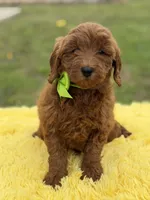 Cali, a female Miniature Goldendoodle for sale in Mayfield, KY – Photo 10 of 10