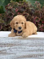 Legend, a male Miniature Goldendoodle for sale in Mayfield, KY – 6 of 10