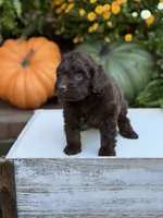 Edger, a male Miniature Aussiedoodle for sale in Mayfield, KY – 6 of 8
