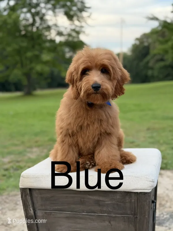 Blue  – Miniature Goldendoodle puppy for sale in Mayfield, KY