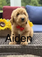 Aiden, a male Miniature Goldendoodle for sale in Mayfield, KY – 1 of 10