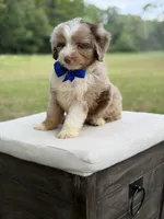 Wes , a male Miniature Aussiedoodle for sale in Mayfield, KY – 10 of 10