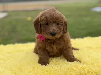Penny , a female Miniature Goldendoodle for sale in Mayfield, KY – Photo 7 of 10