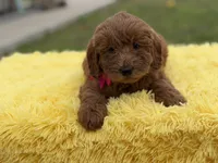 Penny , a female Miniature Goldendoodle for sale in Mayfield, KY – Photo 10 of 10