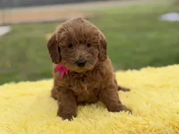 Penny , a female Miniature Goldendoodle for sale in Mayfield, KY – Photo 2 of 10