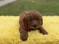 Penny , a female Miniature Goldendoodle for sale in Mayfield, KY – Photo 8 of 10