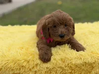 Penny , a female Miniature Goldendoodle for sale in Mayfield, KY – Photo 9 of 10